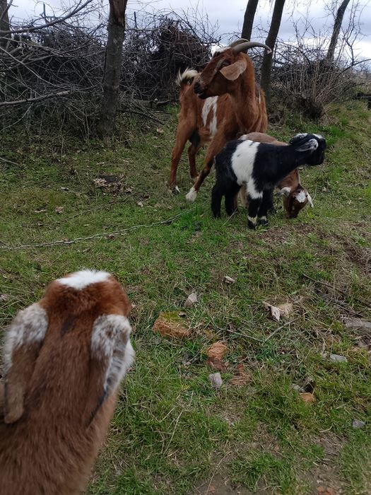 Козенята  клаповухі