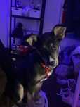 Husky para adoção