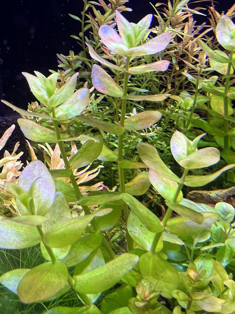 Bacopa Caroliniana 10 sztuk