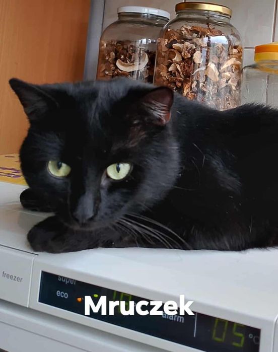 1.5 roczny zdrowy,wykastrowany kocurek do adoocji.