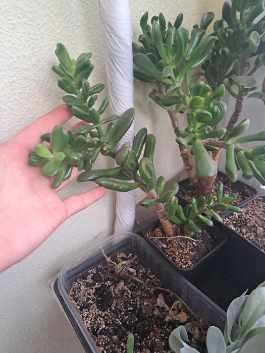 Крассулы, денежные деревья