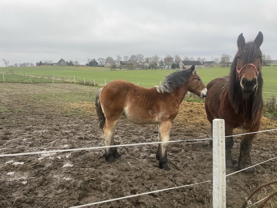 Konie, ogierek, ogier