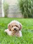 Piesek rasy Maltipoo