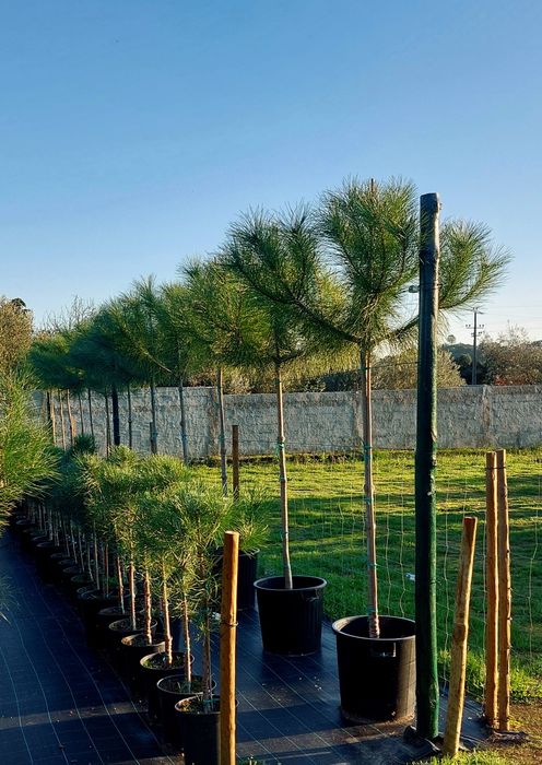 Lote 10 Pinheiros mansos 2.00/2.20..Entrega incluída