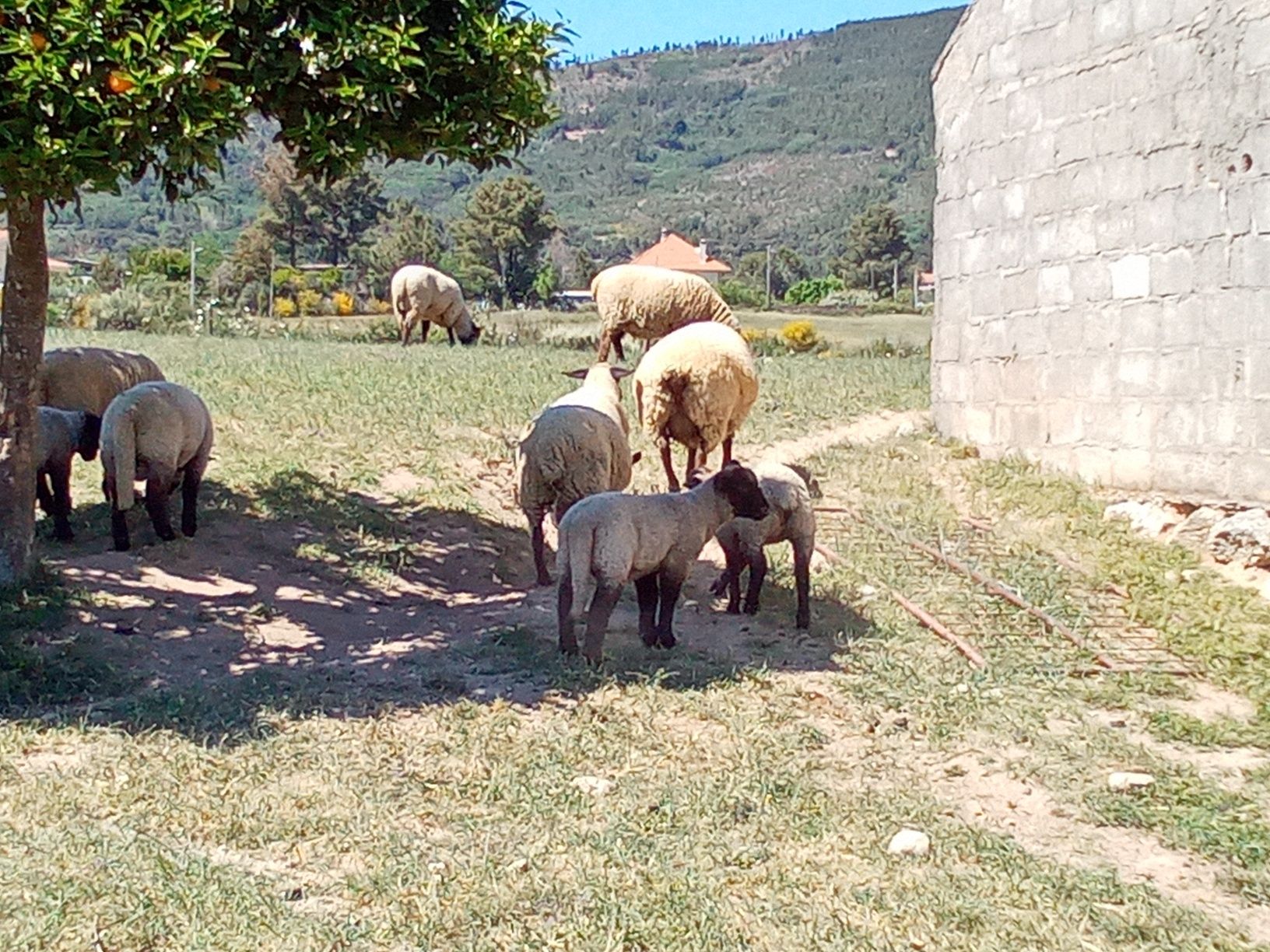 Machos e fêmeas sufolk