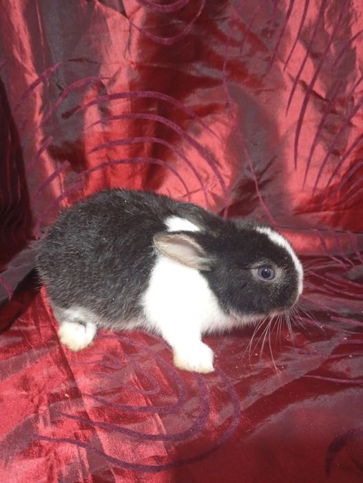 Coelhinho anão holandês