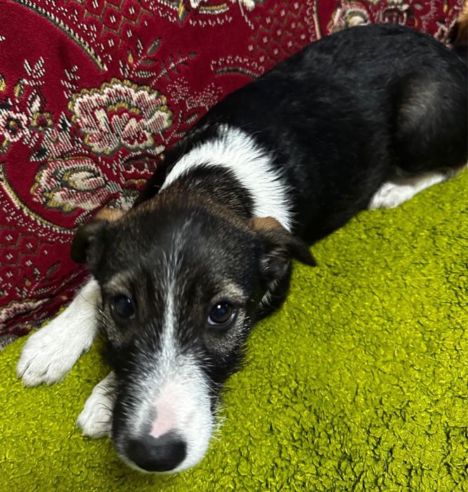 Віддамо песика в хороші руки