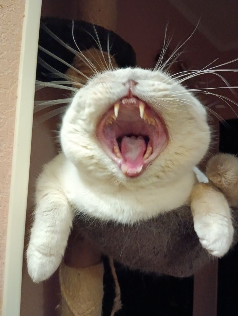 Ищем кошечку для котика
