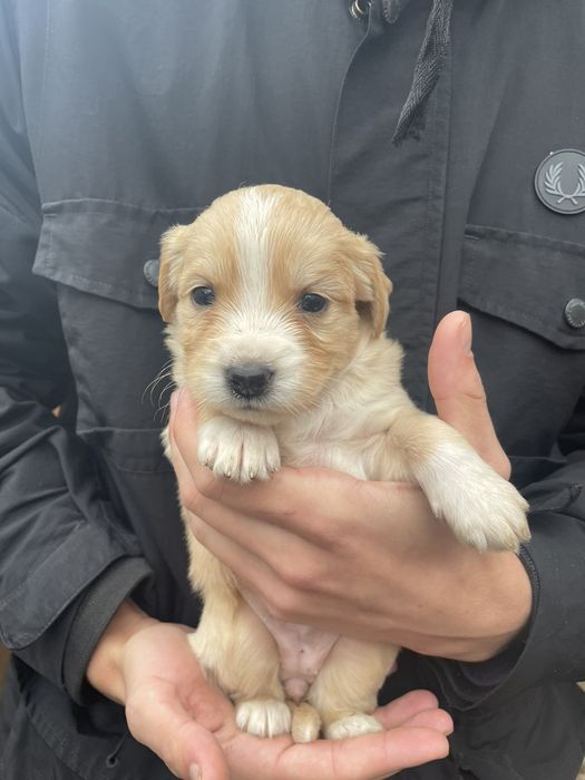 Метіси Кокер-спаніеля