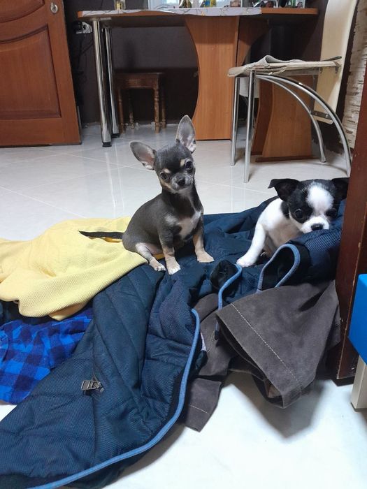 Мінічкі чихуашечки