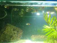 Vendo Guppys novos