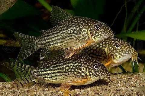 Corydoras Sterbai