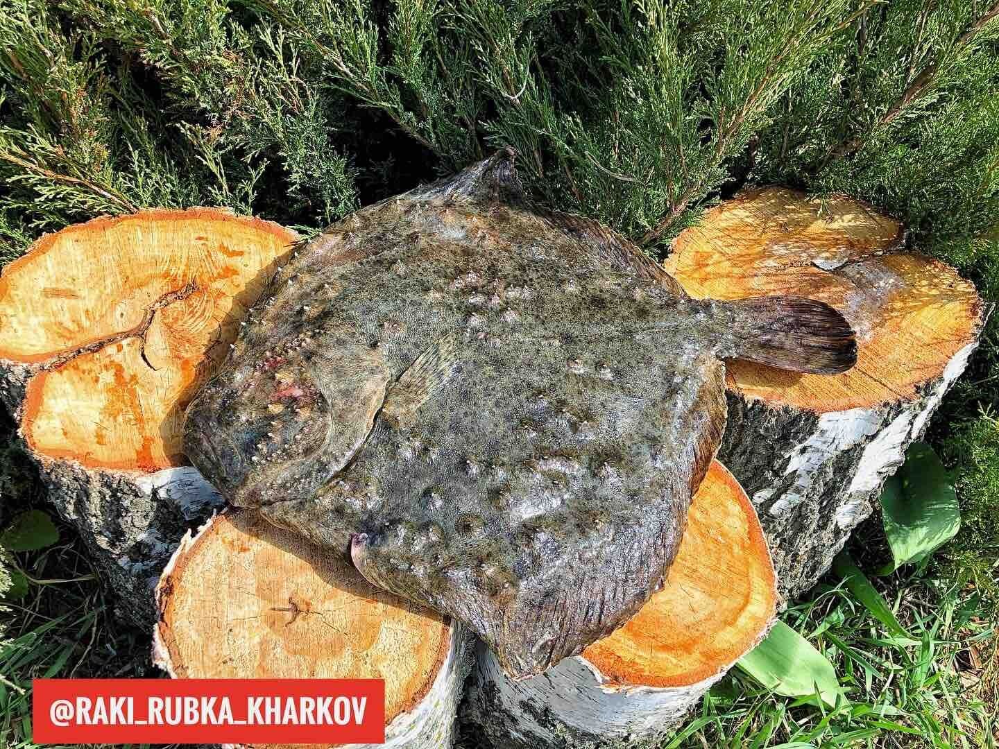Вяленая плотва вяленая рыба осётр камбала кефаль раки крабы креветки