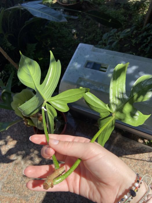 Philodendron Florida Ghost corte 5