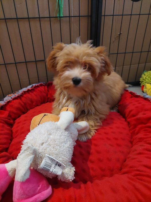 Śliczna Havanese Bibi FCI