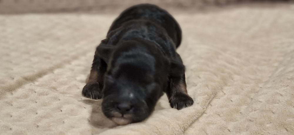 Suczki maltipoo z metryką do odbioru połowa stycznia