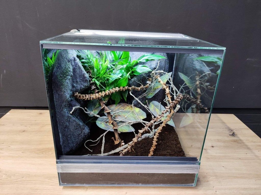 Terrarium szklane gekon rzekotka pająk KOŚCIAN