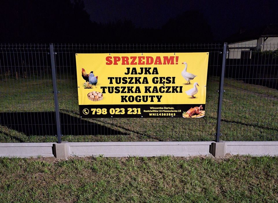 Sprzedam gęsi własnego chowu