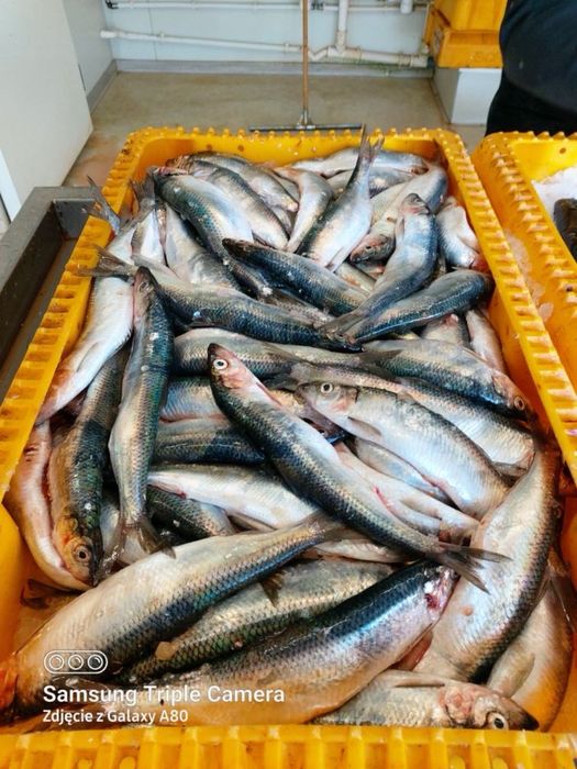 Ryba dorsz gladzica sledz łosos i wedzone rybki