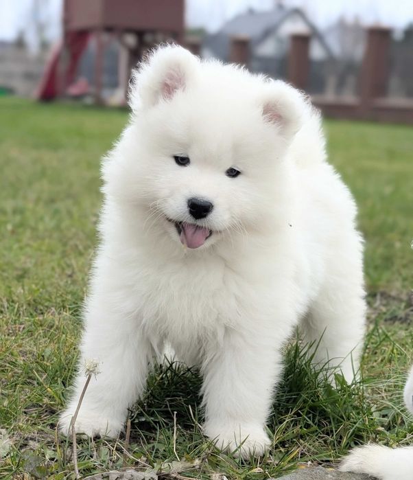 Samiec, samoyed, szczeniak, odbiór koniec listopada, Sesto Senso FCI