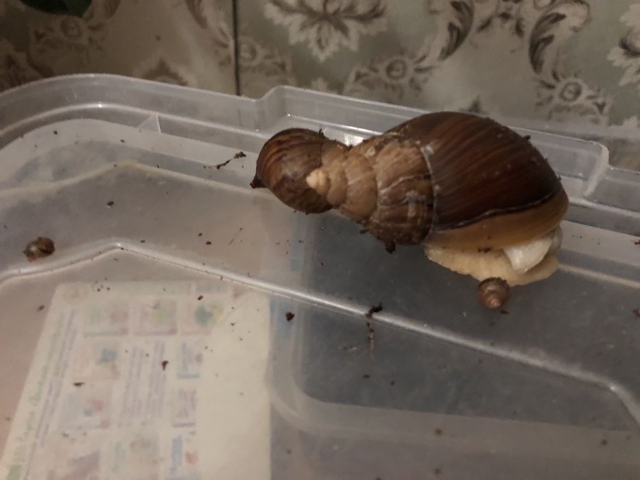 Улитки ахатинов отатдам