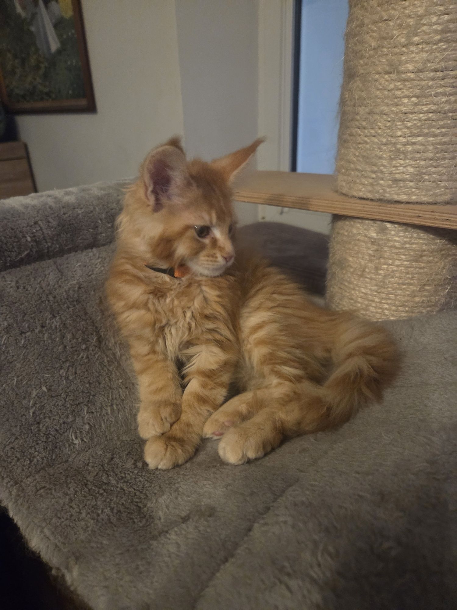 Kocurek Maine Coon