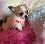 Chihuahua piesek