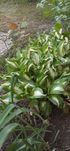 Piekna  funkia -  hosta