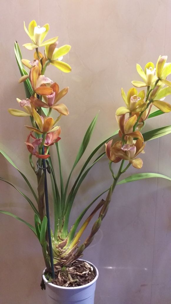 орхидея Цимбидиум.