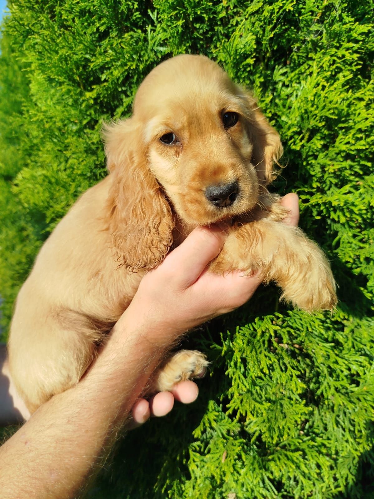 Piekny Cocer Spaniel z rodowodem