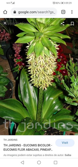 Flor Ananás em vaso