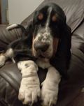 Basset Hound - reproduktor.