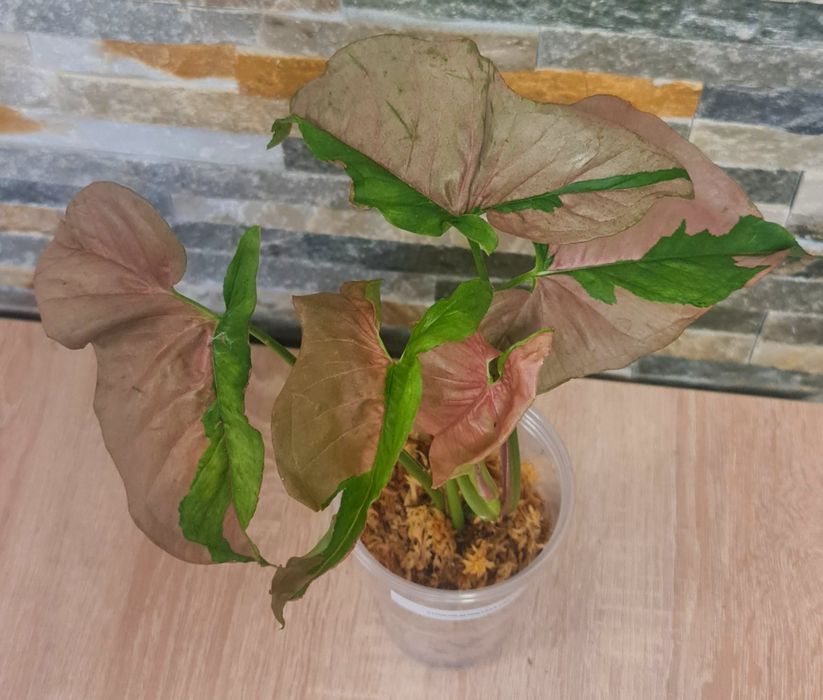 Syngonium Pink Lava var.32cm