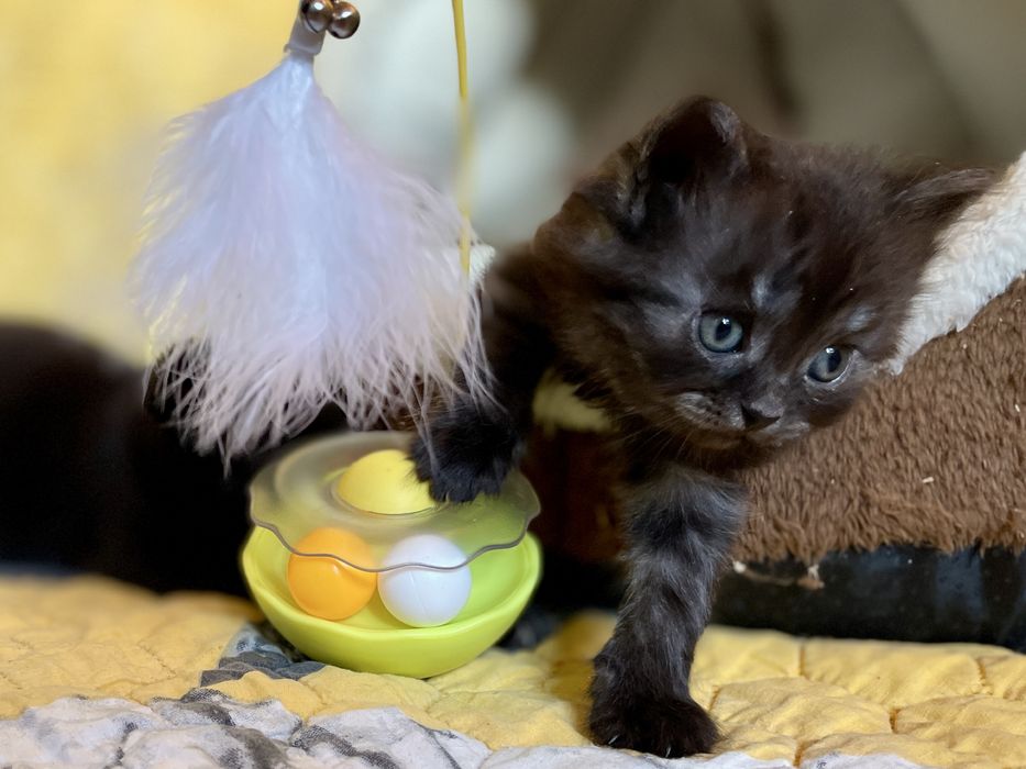 Маленька пухнаста киця шукає друга