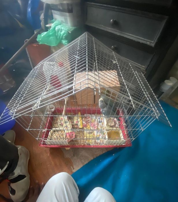 Vendo casal de agapornis  com gaiola