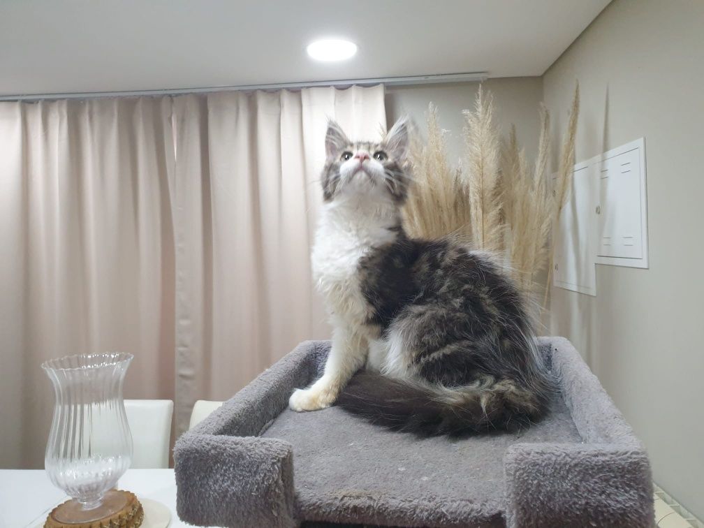 Fêmea Maine Coon com Lop