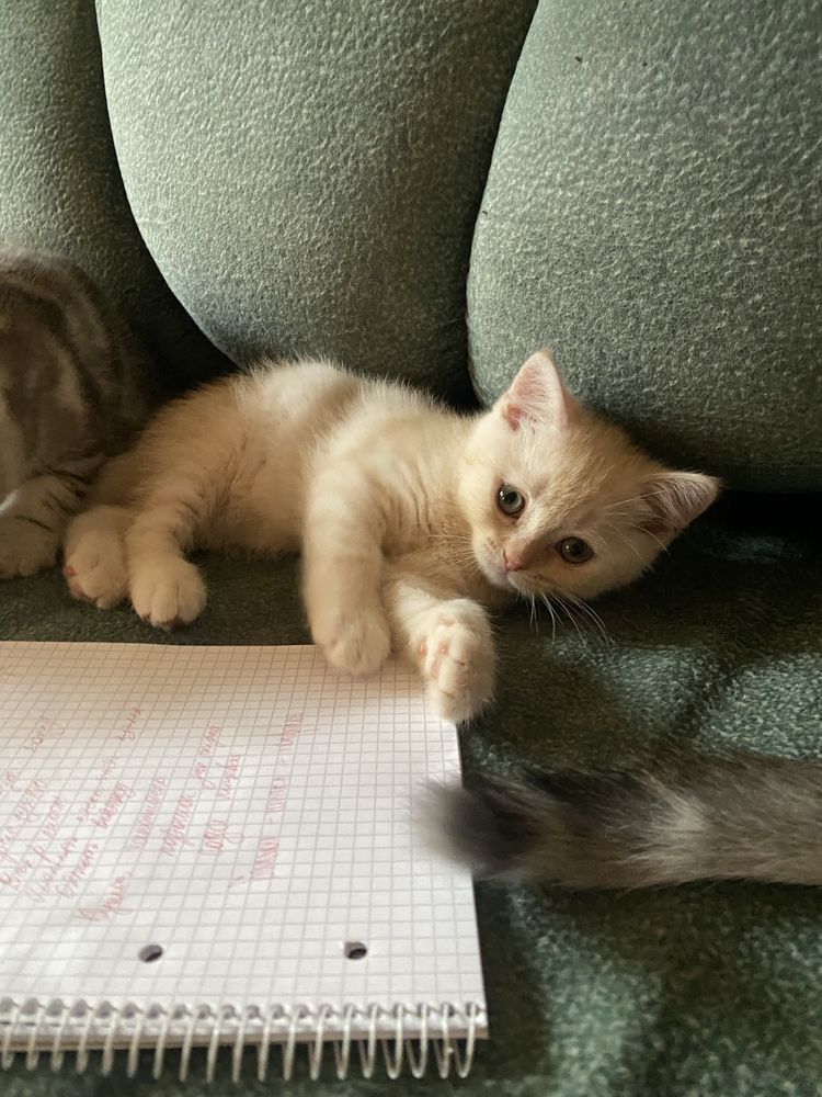 Шотландський кремово рыжий котенок прямоухий