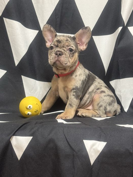 Ексклюзивні мерляла, лілові, блакитні, шоколадні цуценята ! Доставка!