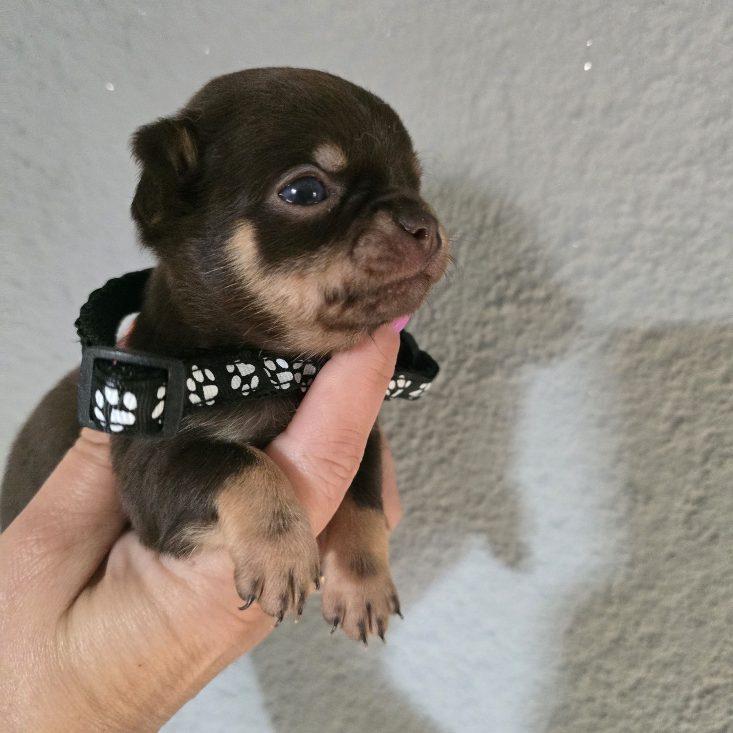 Chihuahua samiec czekoladowy podpalany