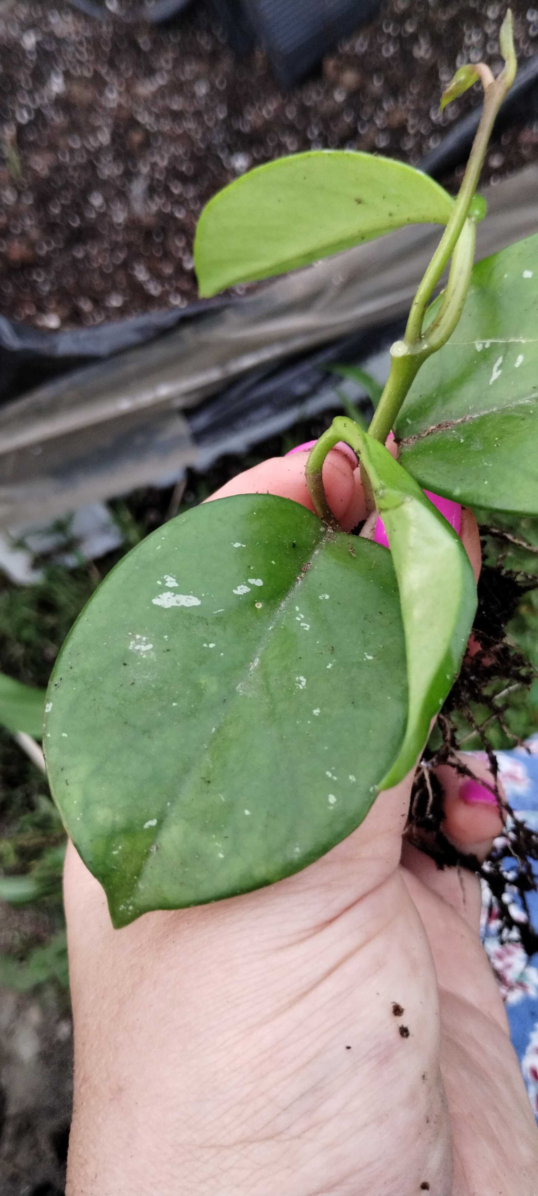 hoya splash, większa sadzonka