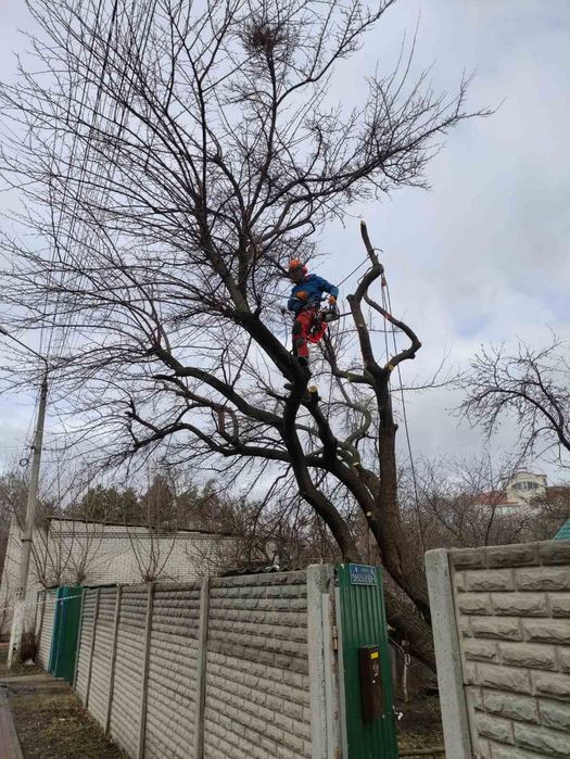 Спил дерев обрізка кронування видалення зрізати дерево