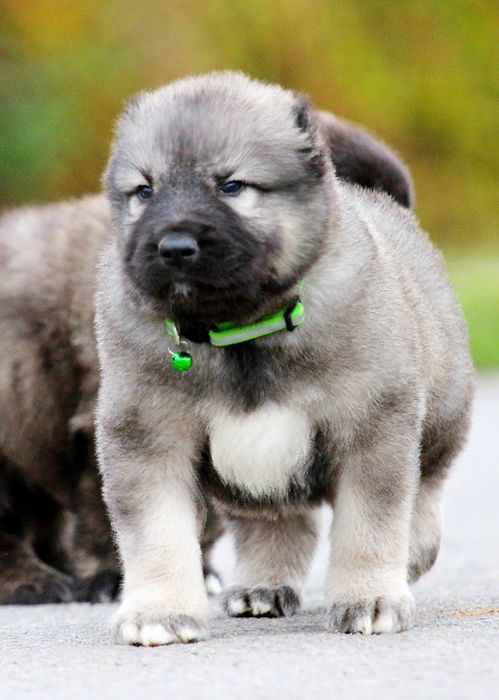 Хлопчики  чабанської  собаки  Кавказу.