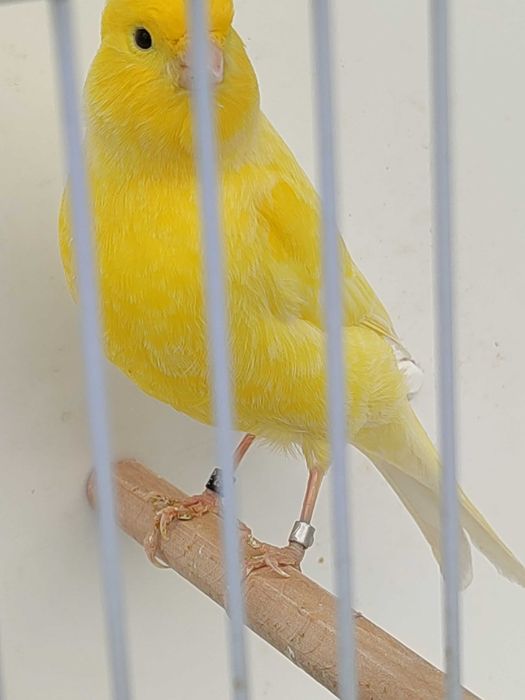 Kanarki kanarek żółty 2025