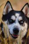 Zjawiskowo piękny, 1,5 roczny samiec husky szuka aktywnego opiekuna