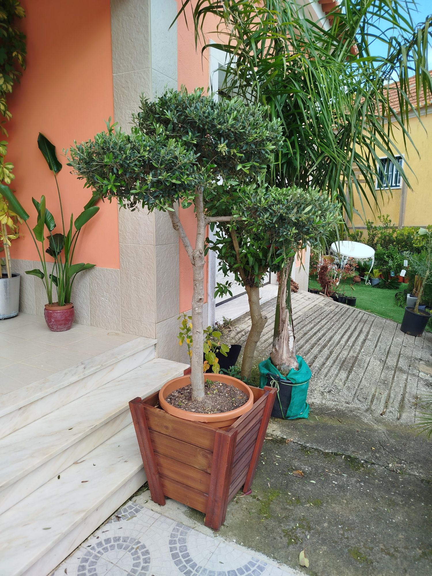 Oliveiras para jardim...160 cm +/-