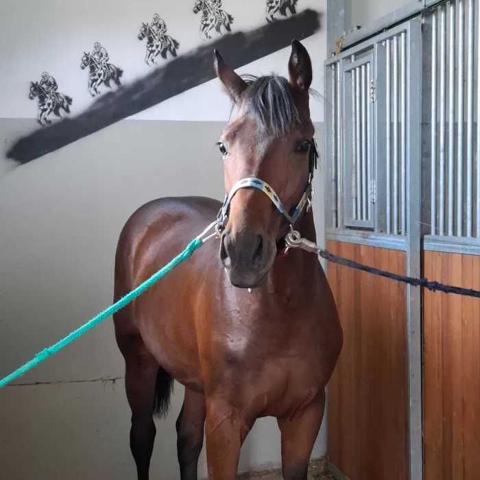 Hotel   Wolny boksy w stajni przydomowej   BŁASZKI