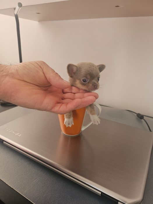 Vendo chiuaua macho super miniatura