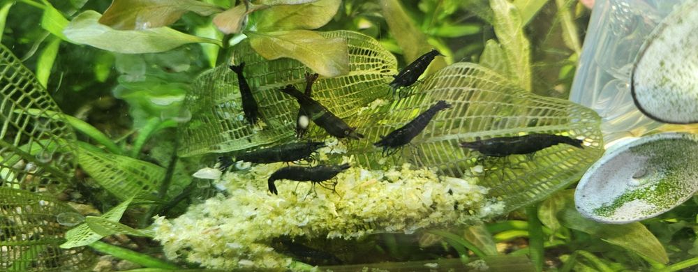 Camaroes black sakura