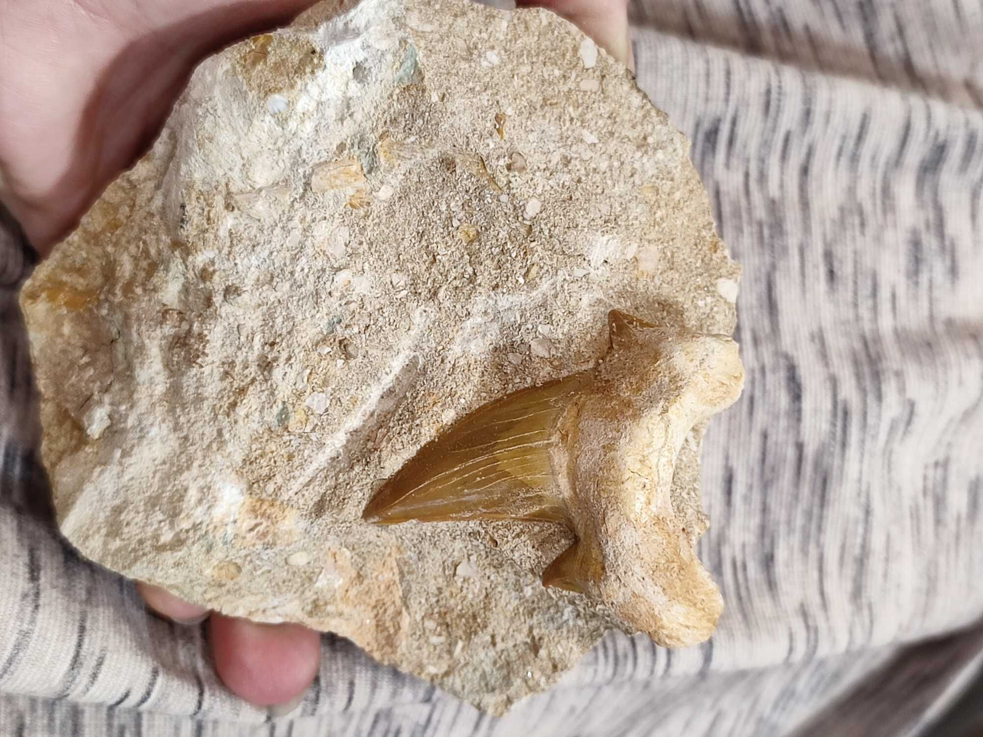 Ząb rekina. Maroko. skamieniałości minerał do kolekcji