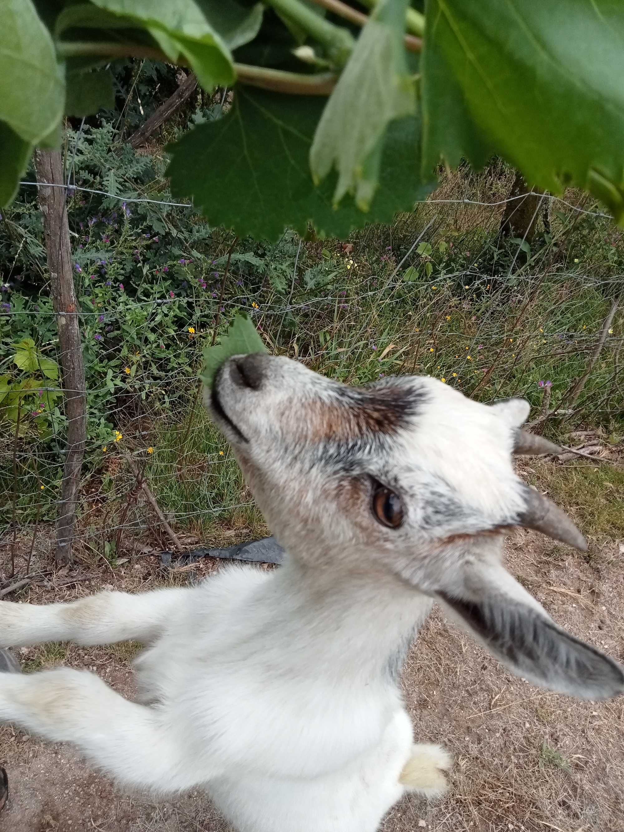 Cabras anãs/ israelitas